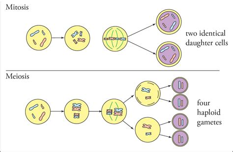 Genetics And Evolution Mcat Biology And Biochemistry