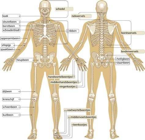 Skelet Skelet Menselijk Lichaam Menselijk Lichaam