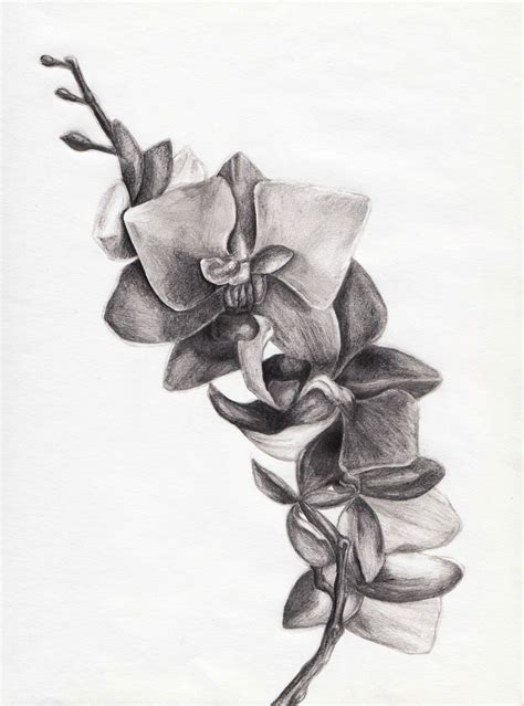 Orchid Sketch Pencil Drawings Of Flowers Pencil Drawings Flower Sketches