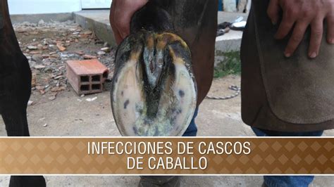 Infecciones De Cascos En Caballos Tvagro Por Juan Gonzalo Angel