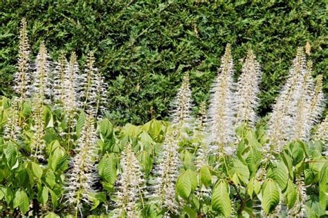 Georgia Native Plants List 13 Southern Beauties For Your Landscape