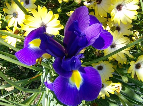 Growing Beautiful Irises