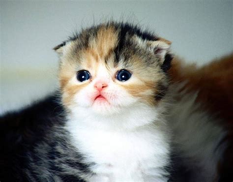 17 Cutest Kittens Ever Photographed In The World Pictures And Video
