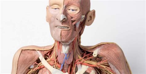 This article describes the anatomy of the head and neck of the human body, including the brain, bones, muscles, blood vessels, nerves, glands, nose, mouth, teeth, tongue, and throat. Changing the Face of Medical Schools with Anatomically ...