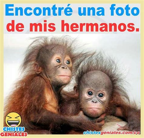 Spanish Humor Gorilla Memes Monkey Animals Chistes Sister Quotes