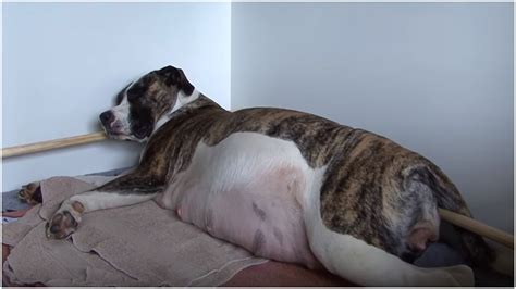 A Pregnant Dogs Belly Was Absolutely Giant But Her Owners Had No