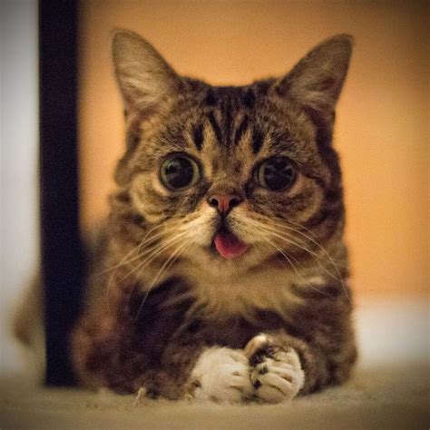 Can cats have the same genetic condition as humans? Can Animals Have Down Syndrome? Here This Explanation and ...