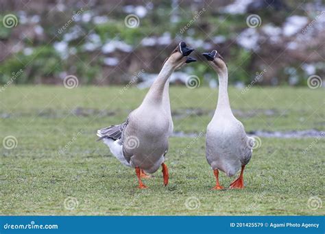 chinese goose stock image image of domesticated environment 201425579