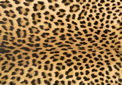 Leopard Print Wallpapers High Quality | Download Free