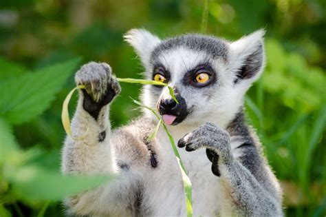 Cute Lemur Wallpapers Top Free Cute Lemur Backgrounds Wallpaperaccess
