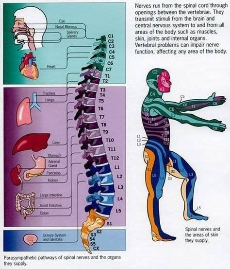 Magicmedic Spinal Nerves And Their Connection To Organs Spine Health