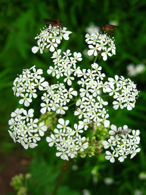 Cow Parsley British Herb And Painting Inspiration