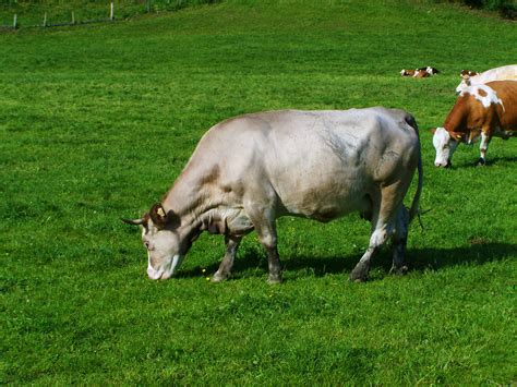 Banco De Imagens Grama Campo Fazenda Prado Gado Rebanho Pasto