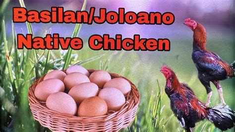 Basilanjoloano Native Chicken Youtube