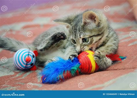 Cute Home Kitten Playing With Toys Stock Image Image Of Cheerful