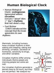 Human Biological Clock Circadian Rhythm Sleep