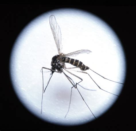 Close Up Of A Malaria Mosquito Anopheles Sp Photograph By Sheila Terry