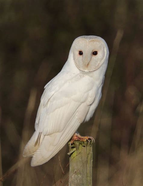 Springwatch Viewers In Awe Of A Barn Owl One Of The Best Birds In