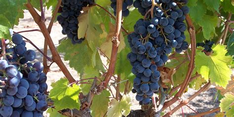 80 фраз в 22 тематиках. Chilean-wine-grapes-Chile