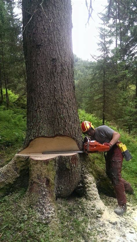 Mini garden small bypass loppers shears pruners lopping tree branch cutter amtec. Logging | Tree felling, Forestry, Lumberjack