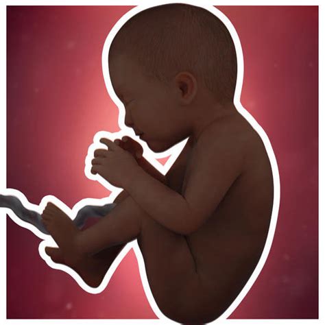 تكوّن الجنين الأسبوع الخامس والثلاثون من الحمل بيبي سنتر آرابيا