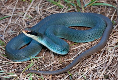 Coluber Constrictor Foxii Aka Blue Racer Colorful Snakes Pet Snake