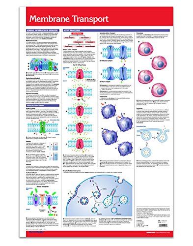 Mua Membrane Transport Chart 24 X 36 Cellular Biology Laminated