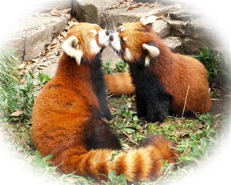 Red Pandas Kissing Fumblebaum Mcphearsons Humble Blog Red Panda Cute