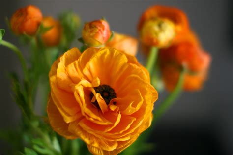 Orange Ranunculus Via Leahpeah Orange Ranunculus Flowers Orange