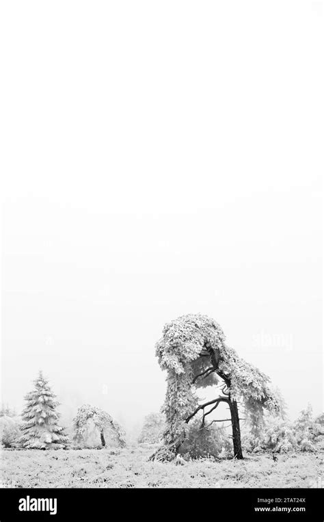 A Naturally Black And White Picture Of Snow Covered Trees And A Frozen