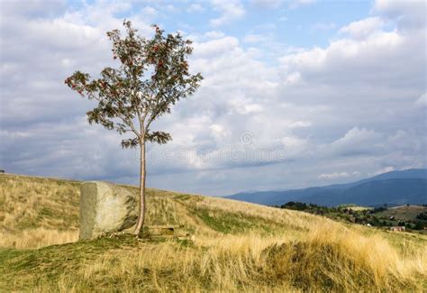 Mountain Landscape With Lonely Rowan Tree Stock Image Image Of Clouds