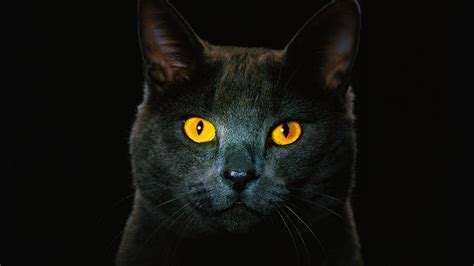 Yellow Eyes Cat Black Background Dark Theme Hd Dark Theme Wallpapers