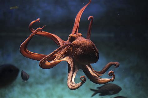 Fascinating Facts Octopus There Are Around 300 Species Of Octopus