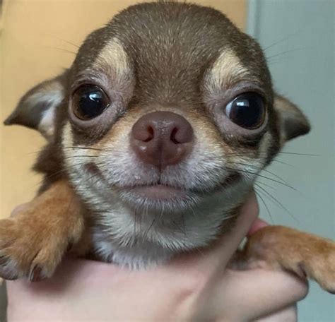 Smiling Chihuahua Chihuahua Chihuahua Puppies Cute Baby Animals
