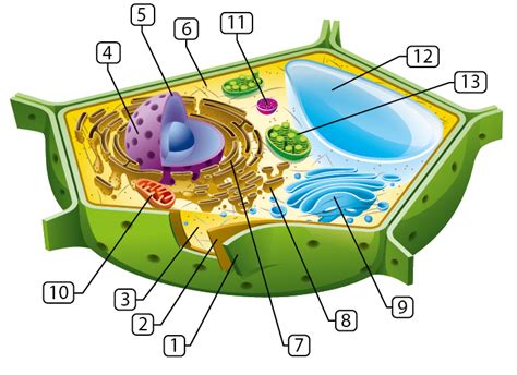 La Structure Et Les Fonctions Des Cellules Végétales Parlons Sciences