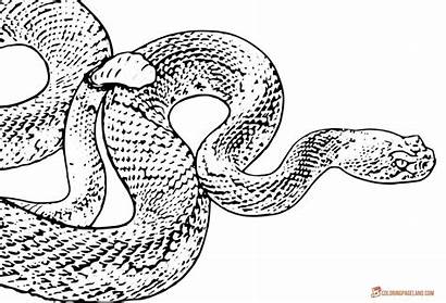 Snake Coloring Pages Realistic Viper Reptiles Template