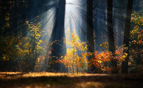 How To Do Breathtaking Forest Photography Phowd