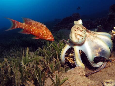 The Octo Punch The Truth Behind Why Octopuses Punch Fish Octonation