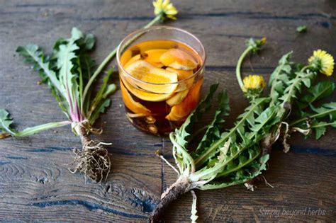 How To Make Dandelion Bitter Simplybeyondherbs