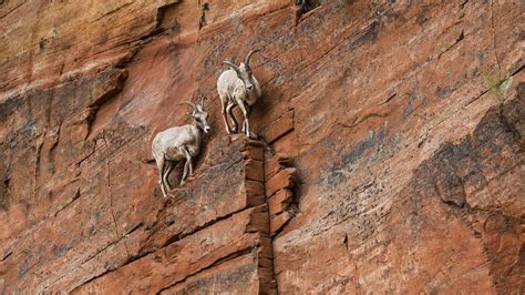Desert Bighorn Sheep Is A Subspecies Of Bighorn Sheep That Is Native To