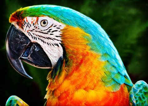 Colorful Macaw Parrot Photograph By Gary Cain