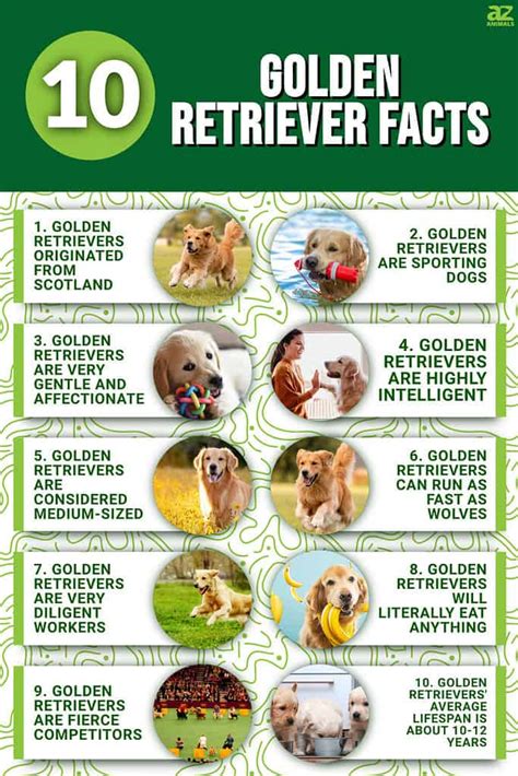 10 Incredible Golden Retriever Facts A Z Animals