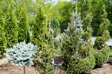 Trees And Shrubs Add Value To Your Home And Enjoy The Beauty For Years