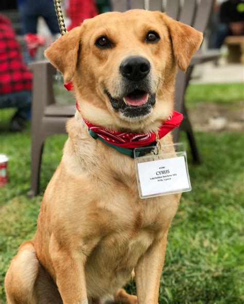 We breed quality labrador retriever puppies in san diego, california. View Ad: Golden Labrador Dog for Adoption, California, San Diego