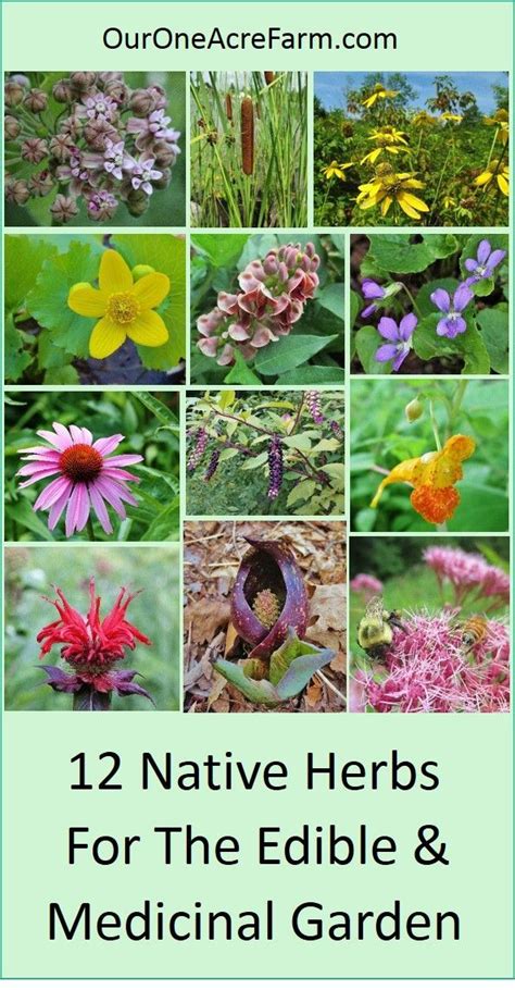 Garden With These Native Plants For Food And Medicine To Provide For