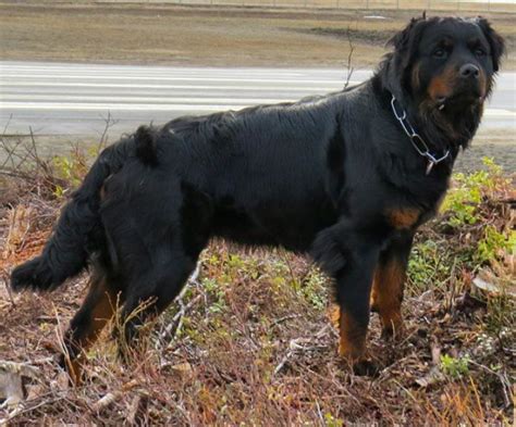 They have solid and muscular bodies. Beautiful Rottweiler And Collie Mix - Pets - Nigeria