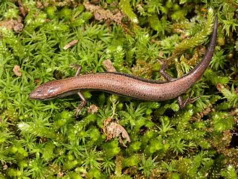 Ground Skink Captured In The Driveway By A Young Naturalis Flickr