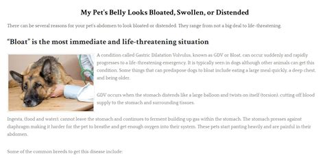 Bloated Cats Stomach 10 Possible Causes Of A Bloated Stomach