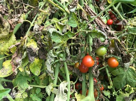 Tomato Plant Disease How To Identify And Control Tomato Diseases 2022