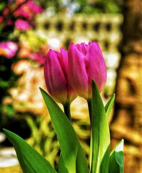 Two Pink Tulip Flowers · Free Stock Photo